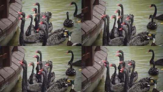 一大群天鹅浮在水面在抢着吃食物高清在线视频素材下载