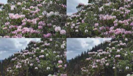 西藏高山杜鹃高清在线视频素材下载