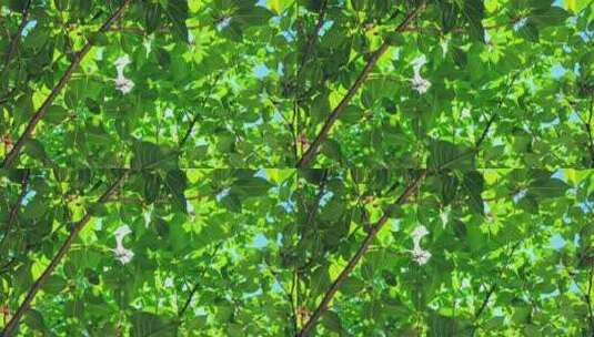 夏季阳光绿色树叶满画幅高清在线视频素材下载