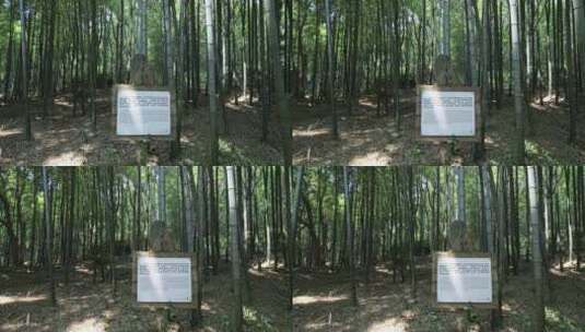 夏天阳光美丽的生态竹林竹海 常熟虞山宝岩高清在线视频素材下载