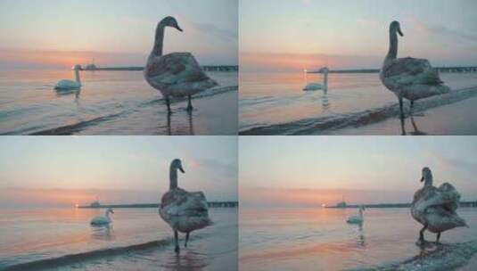 日出时站在沙滩上游泳的天鹅高清在线视频素材下载
