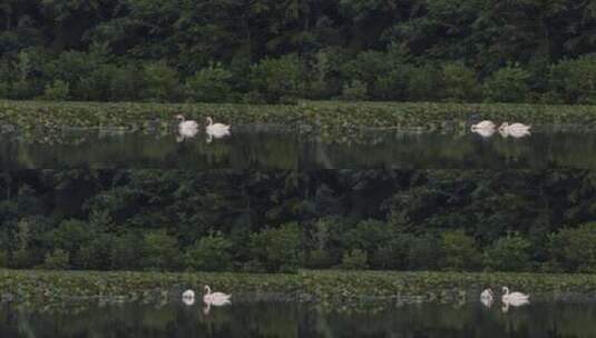 一只天鹅和她的小鸭子在湖里游泳高清在线视频素材下载