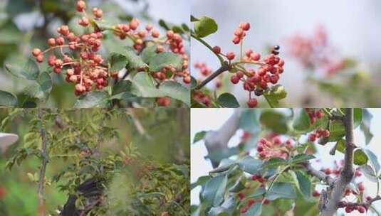 花椒采摘 花椒收获 花椒丰收 花椒大特写高清在线视频素材下载