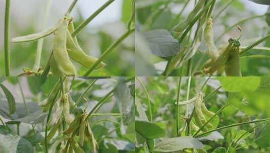 毛豆/大豆种植高清在线视频素材下载