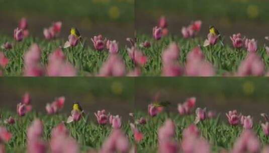 一只栖息在郁金香地里粉红色郁金香上的西方高清在线视频素材下载