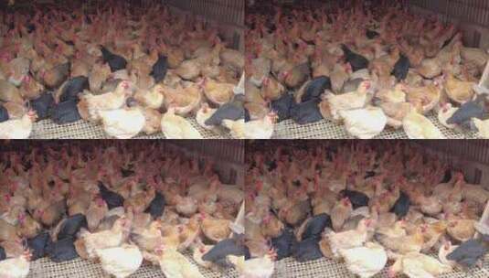农业养殖家禽土鸡实拍高清在线视频素材下载