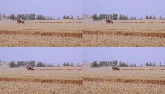 北方成熟的小麦麦田收货后高清在线视频素材下载