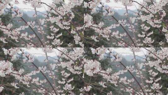 春天阳光下的樱花花朵高清在线视频素材下载