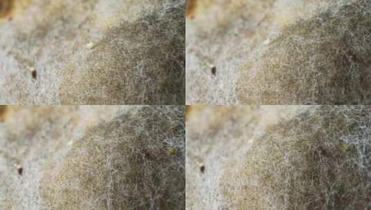 面包上霉菌和真菌的特写镜头。高清在线视频素材下载