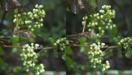 野生葡萄野果浆果高清在线视频素材下载