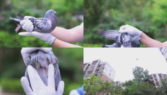 信鸽体检特写验鸽-绿丛背景高清在线视频素材下载