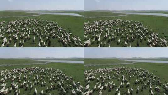 内蒙古赤峰克什克腾旗草原高清在线视频素材下载