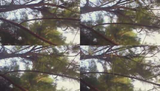 风吹动的松树枝叶高清在线视频素材下载