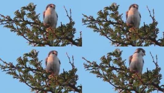 一只鸟站在树枝上高清在线视频素材下载