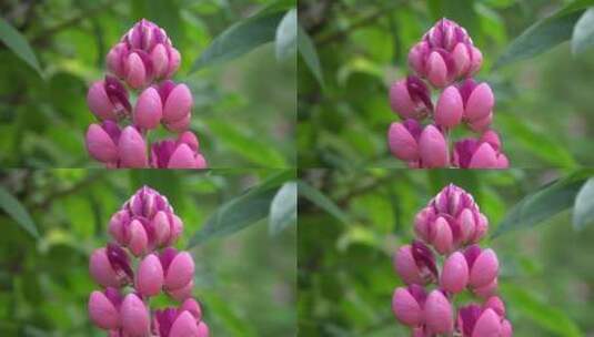 粉色金鱼草花朵高清在线视频素材下载