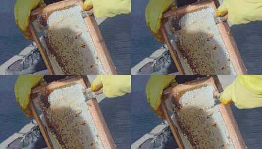 蜂农取蜜高清在线视频素材下载