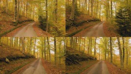 秋天金黄色的树林高清在线视频素材下载