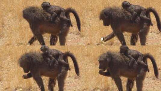 狒狒妈妈背着一只狒狒宝宝穿过田野高清在线视频素材下载