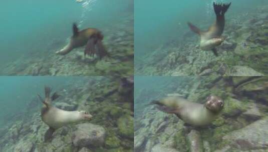 加拉帕戈斯海洋的海狮高清在线视频素材下载