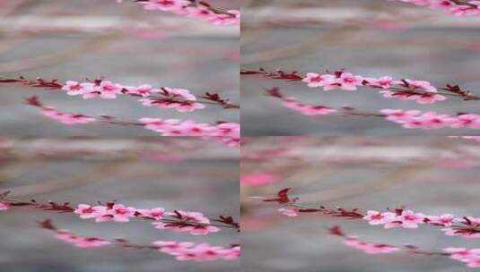 春天北京故宫博物院内绽放的榆叶梅实拍竖屏高清在线视频素材下载