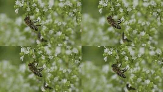 蜜蜂在给花朵授粉高清在线视频素材下载