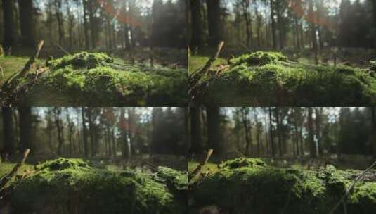美丽的森林地面高清在线视频素材下载