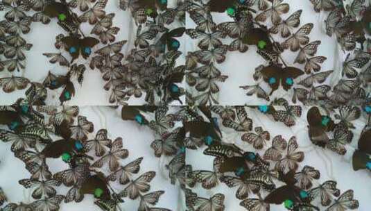 一群好看的美丽蝴蝶标本高清在线视频素材下载