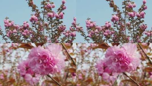 樱花素材高清在线视频素材下载