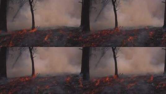 燃烧的森林 火灾素材高清在线视频素材下载