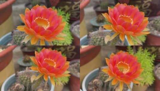 开橘色花朵的仙人掌高清在线视频素材下载