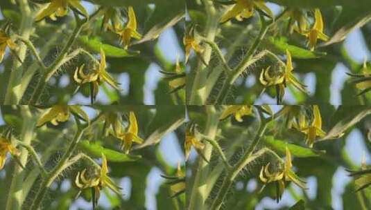 番茄开花特写镜头高清在线视频素材下载