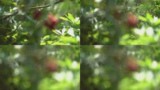 水果 杨梅 夏季 农业 果农高清在线视频素材下载