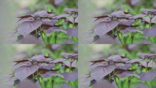 生长茂盛的紫苏紫苏叶高清在线视频素材下载