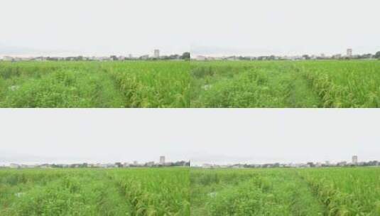 成片的绿色稻田高清在线视频素材下载