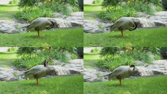 鸭子在草地上梳理羽毛散养鸭高清在线视频素材下载