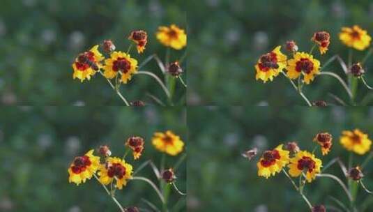 花丛中的蜜蜂高清在线视频素材下载