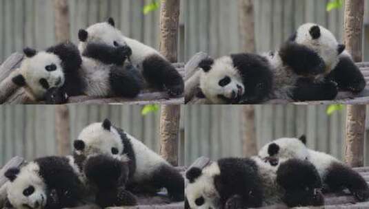 可爱的国宝大熊猫高清在线视频素材下载