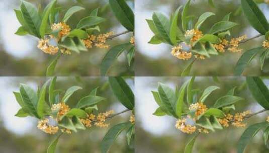 茶花 茶花特写2高清在线视频素材下载