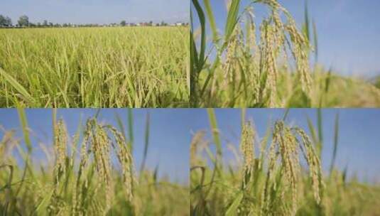 4K实拍金黄色的稻田稻谷4高清在线视频素材下载