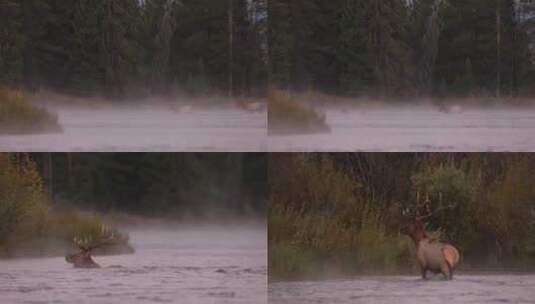 麋鹿鹿群涉水穿过河流清晨雾气高清在线视频素材下载