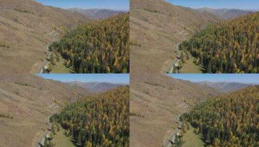 新疆阿勒泰禾木秋天树林乡村田园风光高清在线视频素材下载