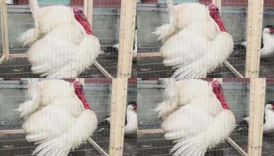 笼子里的火鸡试图逃离感恩节高清在线视频素材下载