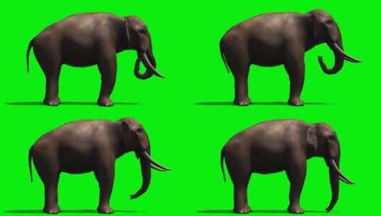 绿幕-动物-大象下勾鼻子高清在线视频素材下载