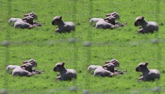 小羊卧在草地上高清在线视频素材下载