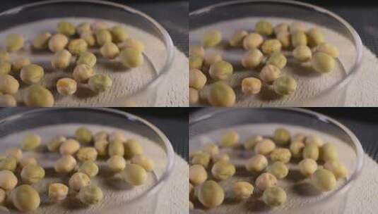 甜脆荷兰豆豆角种子蔬菜种子农作物种菜高清在线视频素材下载