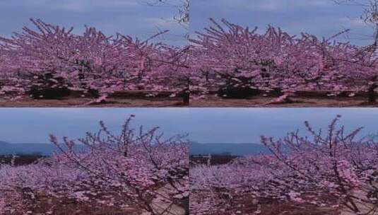 花海风光，这辈子一定要去一次，治愈系风景高清在线视频素材下载