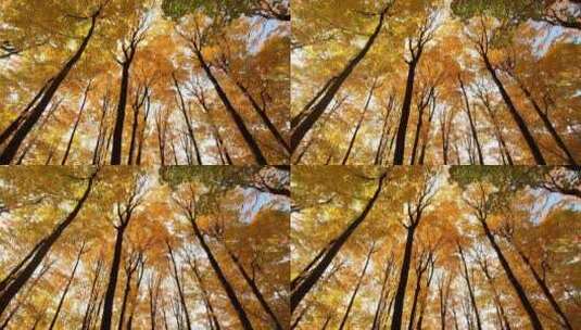 秋季唯美树林特写高清在线视频素材下载