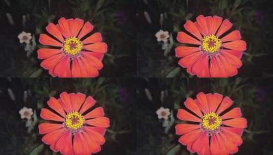 红色百日草花朵高清在线视频素材下载