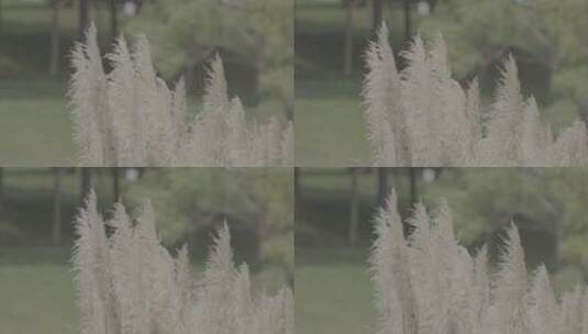夏日吹风芦苇芦花水草慢镜头高清在线视频素材下载