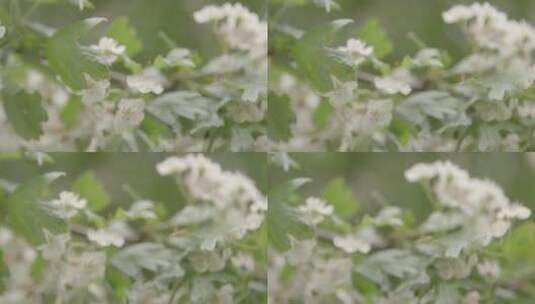 枝条上的白色花朵特写镜头高清在线视频素材下载